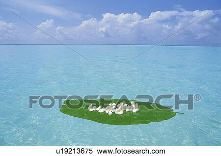Stock Photography - Floating Frangipani on Green Leaf. Fotosearch