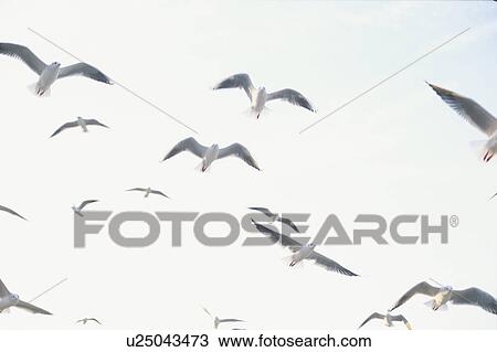Stock Image - Flock of seagulls flying. Fotosearch