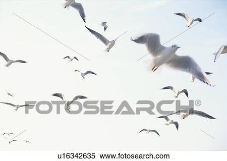 Flock of seagulls flying View Large Photo Image Stock Photography - Flock of seagulls flying. Fotosearch