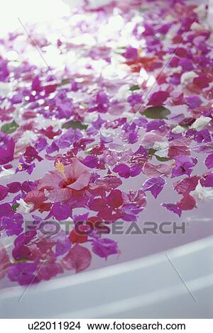Flower petals floating on water View Large Photo Image Picture - Flower petals floating on water. Fotosearch