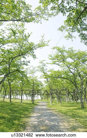 Footpath in forest, Shizuoka Prefecture, Honshu, Japan View Large Photo Image Stock Image - Footpath in forest, Shizuoka Prefecture, Honshu, Japan. Fotosearch