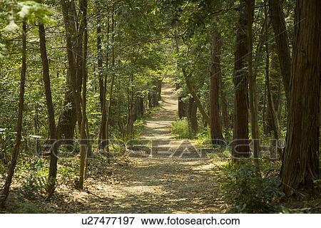 Footpath in woods, Tama city, Tokyo prefecture, Japan View Large Photo Image Stock Photo - Footpath in woods, Tama city, Tokyo prefecture, Japan. Fotosearch