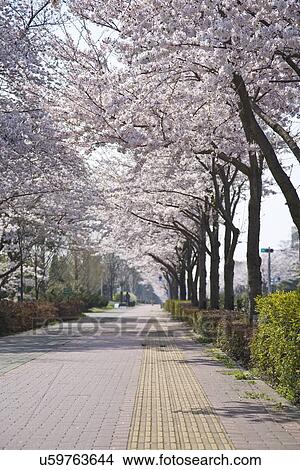 Footpath with rows of cherry trees, Tama city, Tokyo prefecture, Japan View Large Photo Image Picture - Footpath with rows of cherry trees, Tama city, Tokyo prefecture, Japan. Fotosearch
