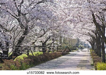 Stock Image - Footpath with rows of cherry trees, Tama city, Tokyo prefecture, Japan. Fotosearch