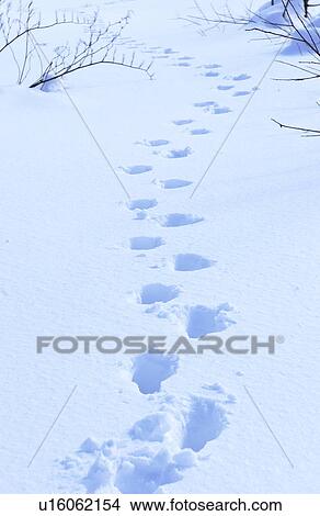 Footprints in snow View Large Photo Image Picture - Footprints in snow. Fotosearch