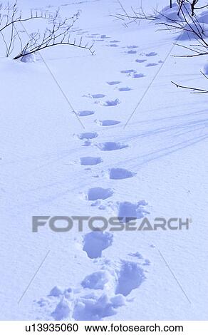 Stock Image - Footprints in snow. Fotosearch
