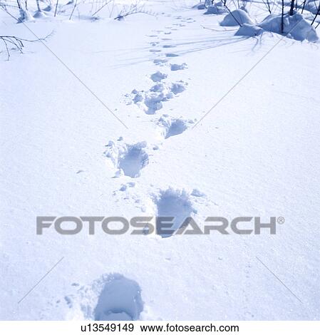 Stock Photo - Footprints in snow. Fotosearch