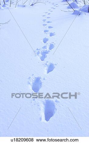 Stock Photo - Footprints in snow. Fotosearch