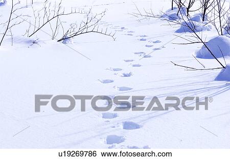 Footprints in snow View Large Photo Image Stock Photograph - Footprints in snow. Fotosearch