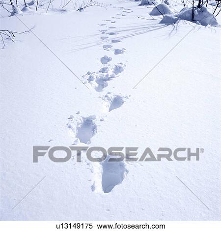 Footprints in snow View Large Photo Image Stock Photography - Footprints in snow. Fotosearch