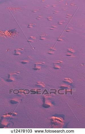Footprints on sand, Maldives View Large Photo Image Stock Image - Footprints on sand, Maldives. Fotosearch