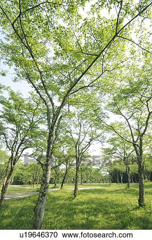 Forest, Shizuoka Prefecture, Honshu, Japan View Large Photo Image Stock Image - Forest, Shizuoka Prefecture, Honshu, Japan. Fotosearch