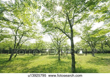 Stock Photography - Forest, Shizuoka Prefecture, Honshu, Japan. Fotosearch