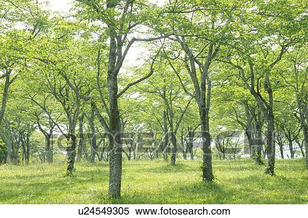 Forest, Shizuoka Prefecture, Honshu, Japan View Large Photo Image Stock Photography - Forest, Shizuoka Prefecture, Honshu, Japan. Fotosearch