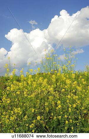 Forsythia field, Kamakura city, Kanagawa prefecture, Japan View Large Photo Image Picture - Forsythia field, Kamakura city, Kanagawa prefecture, Japan. Fotosearch