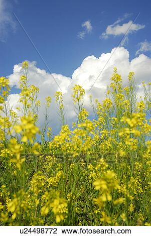 Stock Image - Forsythia field, Kamakura city, Kanagawa prefecture, Japan. Fotosearch