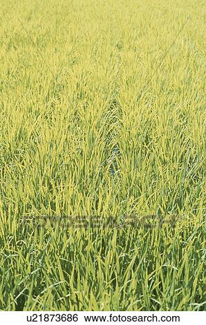 Stock Photograph - Full Frame of Rice Ear. Fotosearch