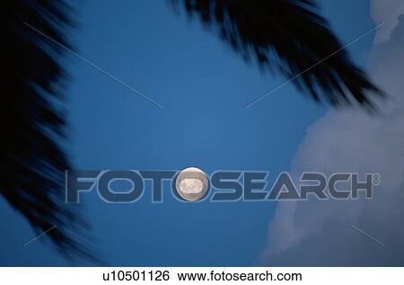 Full moon, leaves and cloud, Australia View Large Photo Image Stock Photograph - Full moon, leaves and cloud, Australia. Fotosearch