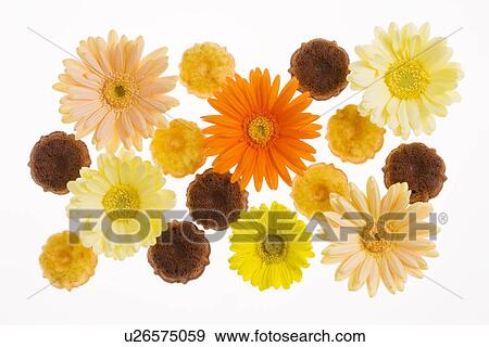 Gerbera Daisy View Large Photo Image Stock Photo - Gerbera Daisy. Fotosearch