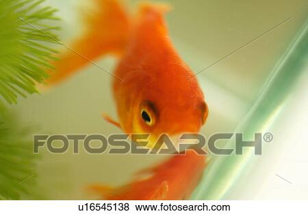 Stock Photo - Goldfish in a tank. Fotosearch