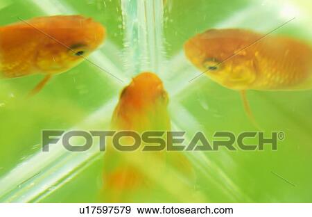 Stock Photo - Goldfish in a tank. Fotosearch