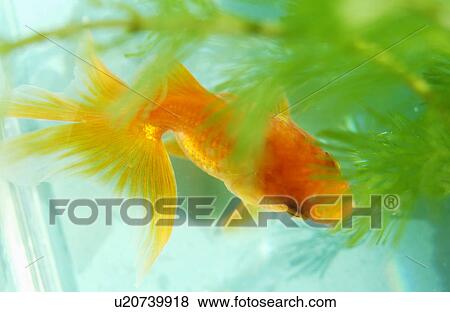 Goldfish in a tank View Large Photo Image Stock Photo - Goldfish in a tank. Fotosearch