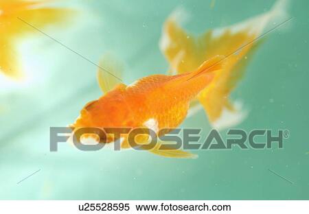 Goldfish in a tank View Large Photo Image Stock Photography - Goldfish in a tank. Fotosearch