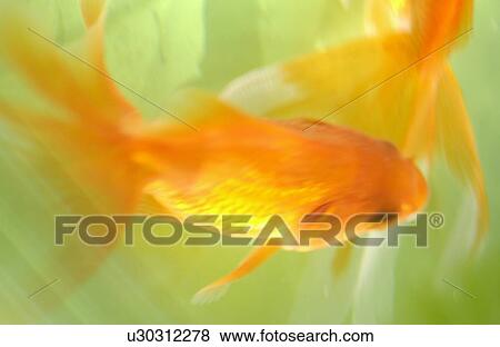 Stock Photo - Goldfish in water, close up, soft focus. Fotosearch
