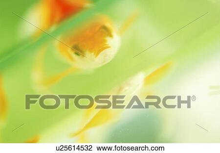 Goldfish in water, soft focus View Large Photo Image Stock Image - Goldfish in water, soft focus. Fotosearch