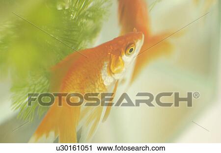 Goldfish in water View Large Photo Image Stock Image - Goldfish in water. Fotosearch