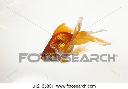 Goldfish, white background View Large Photo Image Stock Image - Goldfish, white background. Fotosearch