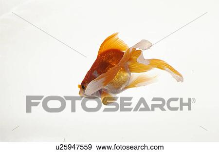 Stock Photo - Goldfish, white background. Fotosearch