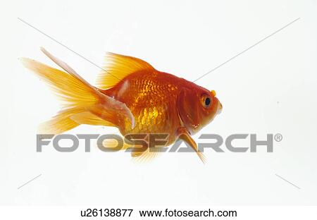 Stock Photo - Goldfish, white background. Fotosearch