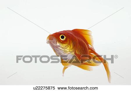 Stock Photography - Goldfish, white background. Fotosearch