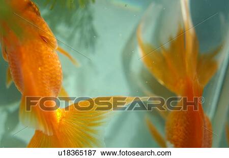 Goldfishes in a tank View Large Photo Image Stock Photo - Goldfishes in a tank. Fotosearch