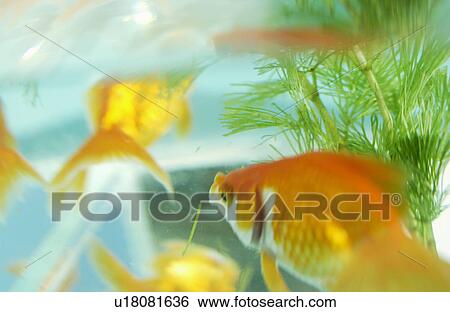 Stock Photograph - Goldfishes in a tank. Fotosearch