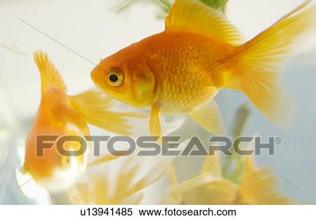 Stock Photography - Goldfishes in a tank. Fotosearch