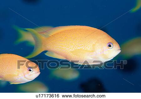 Goldie or lyretail anthias (Pseudanthias squamipinnis), Okinawa Prefecture, Japan View Large Photo Image Stock Photograph - Goldie or lyretail anthias (Pseudanthias squamipinnis), Okinawa Prefecture, Japan. Fotosearch