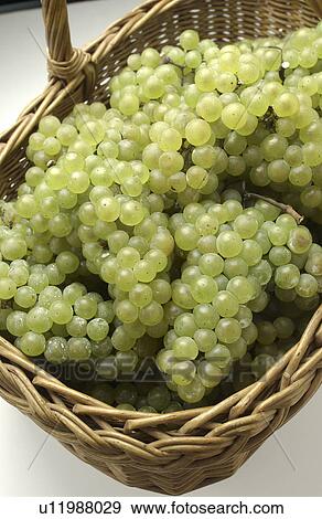 Stock Photo - Grapes in Basket. Fotosearch