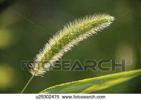Green bristlegrass (Setaria viridis P. Beauv) View Large Photo Image Stock Photography - Green bristlegrass (Setaria viridis P. Beauv). Fotosearch