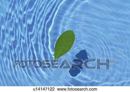 Green Leaf Floating on Water View Large Photo Image Stock Image - Green Leaf Floating on Water. Fotosearch