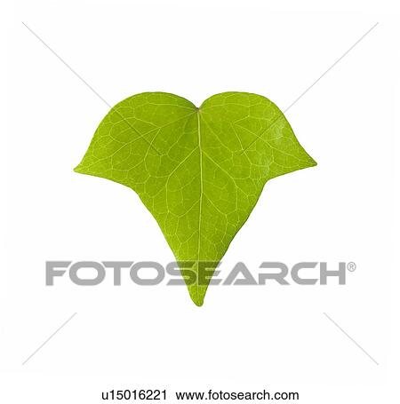 Stock Image - Green Leaf. Fotosearch