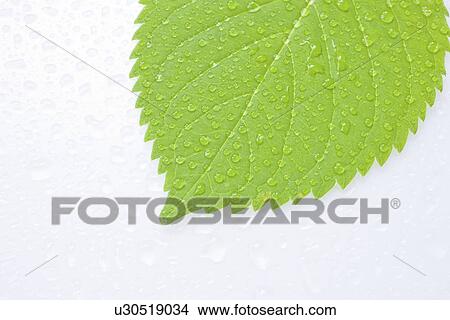 Picture - Green leaf with water drops, close up, white background. Fotosearch