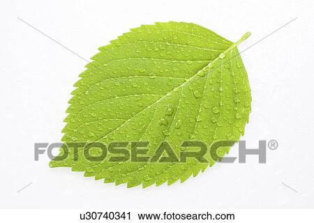 Green leaf with water drops, close up, white background View Large Photo Image Stock Image - Green leaf with water drops, close up, white background. Fotosearch