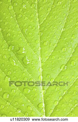 Green leaf with water drops, close up, full frame View Large Photo Image Stock Photo - Green leaf with water drops, close up, full frame. Fotosearch
