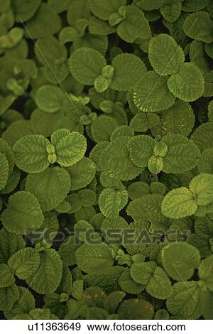 Green leaves, close up, full frame View Large Photo Image Stock Photo - Green leaves, close up, full frame. Fotosearch