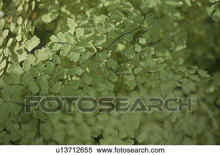 Stock Photography - Green leaves, close up, full frame. Fotosearch