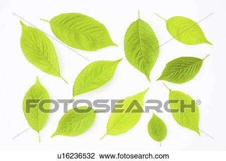 Green leaves on white background View Large Photo Image Stock Image - Green leaves on white background. Fotosearch