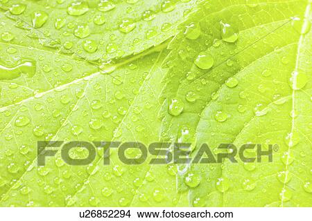 Green leaves with water drops, close up, full frame View Large Photo Image Picture - Green leaves with water drops, close up, full frame. Fotosearch