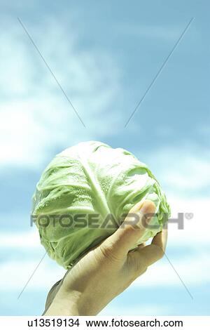 Hand holding cabbage against sky, close up View Large Photo Image Picture - Hand holding cabbage against sky, close up. Fotosearch